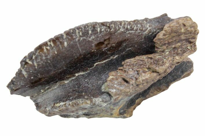 Fossil Dinosaur (Triceratops) Tooth Crown - Wyoming #358216